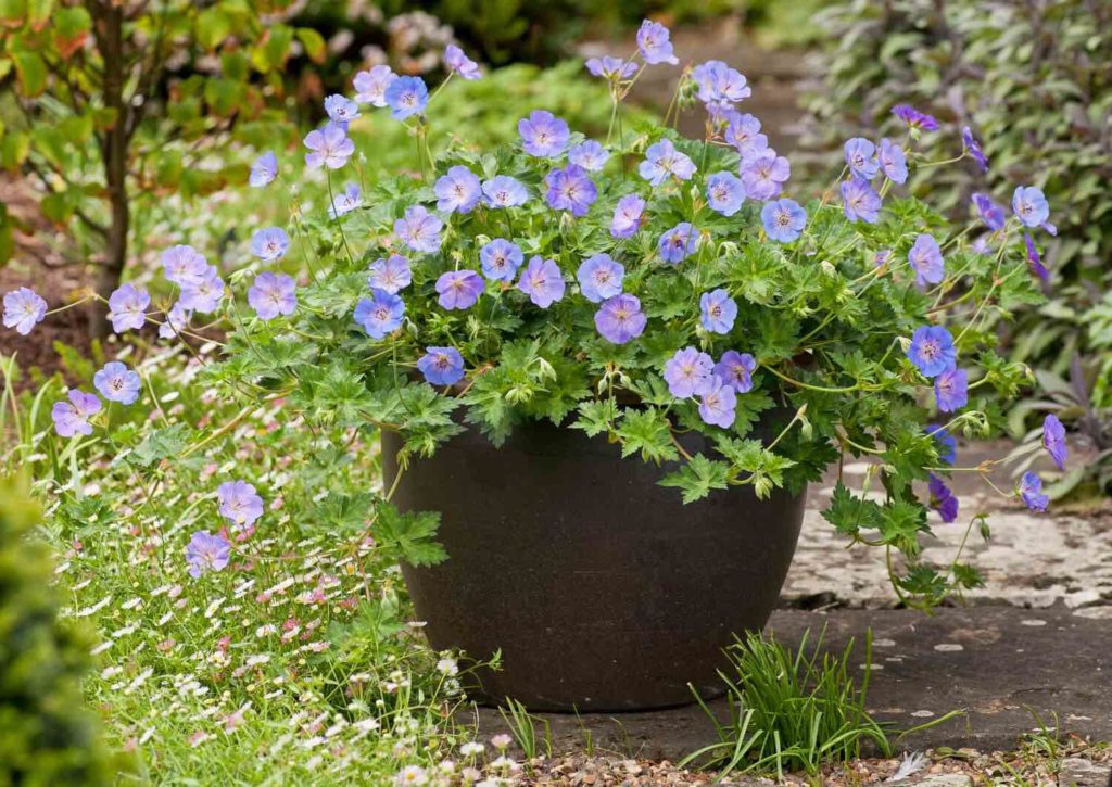 Azure Rush Hardy Geranium
