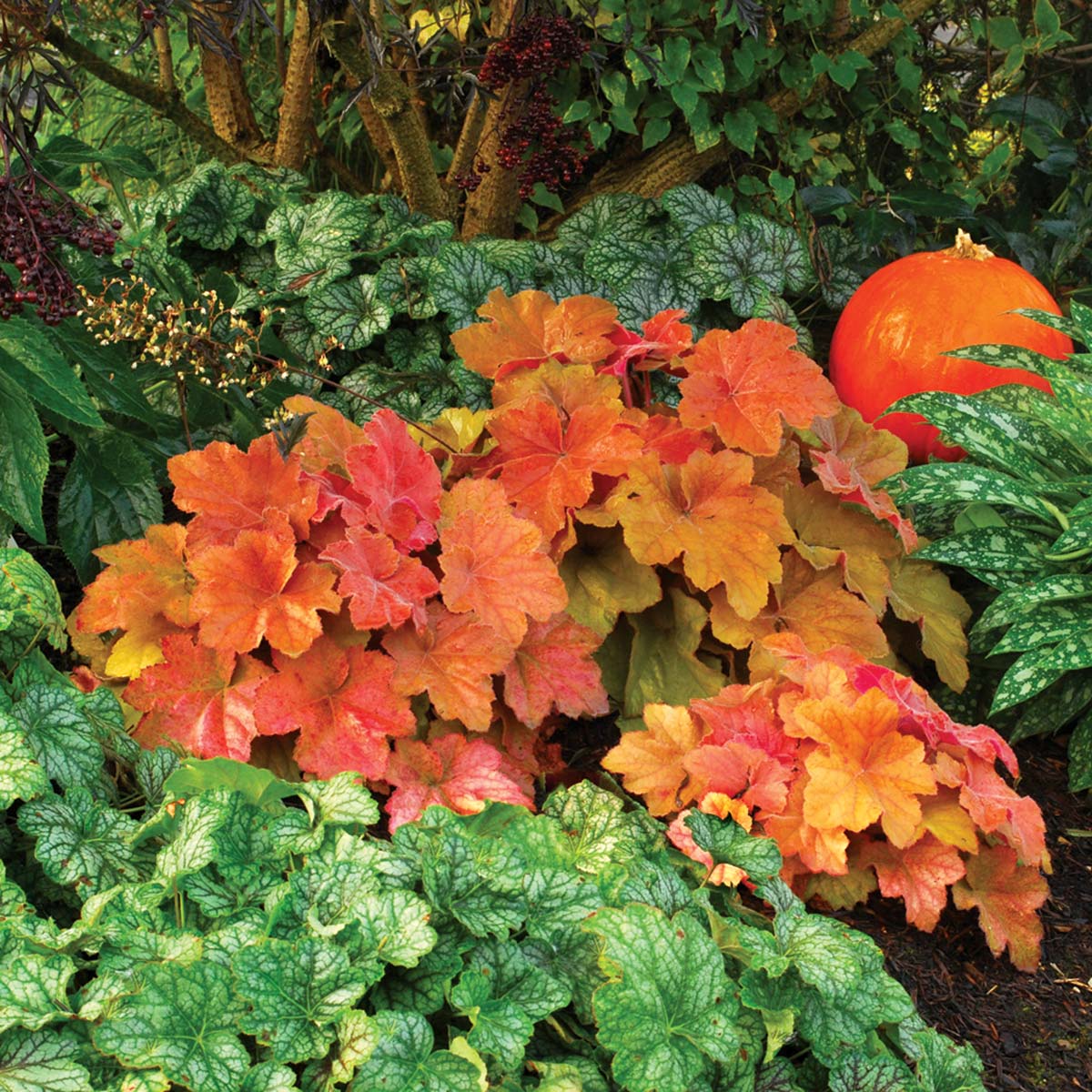 Southern Comfort Coral Bells