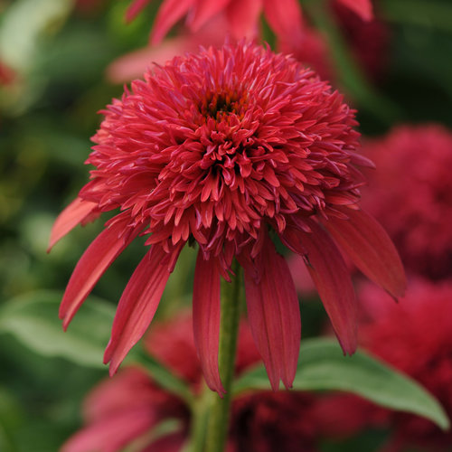 Balscanery Double Scoop™ Cranberry Red Coneflower