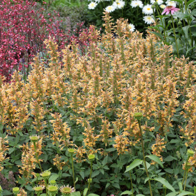 Kudos™ Gold Hyssop