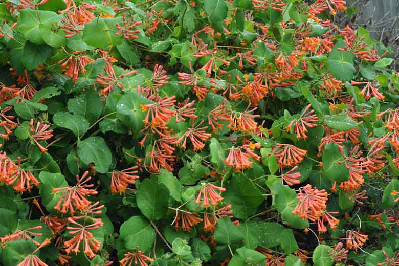 Dropmore Scarlet Honeysuckle Vine