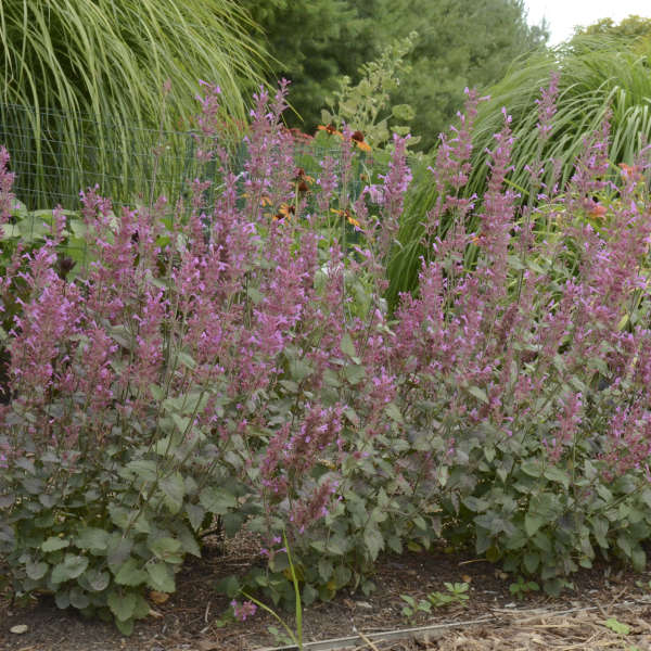 Bolero Hyssop