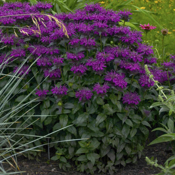 Grape Gumball Bee Balm