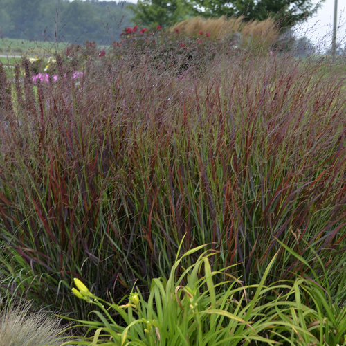 Cheyenne Sky Switch Grass — photo 1