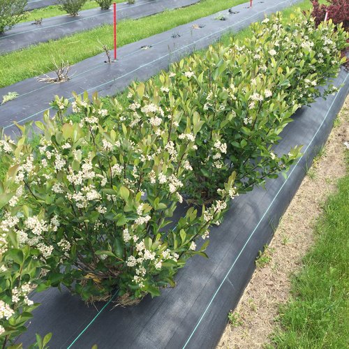 Low Scape Hedger® Aronia
