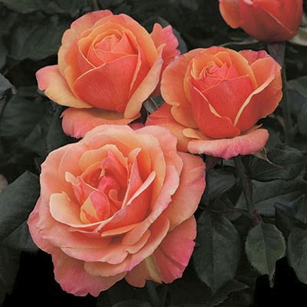 Annas Promise® Hybrid Tea Roses