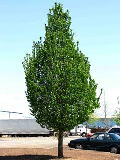 Emerald Avenue® Hornbeam