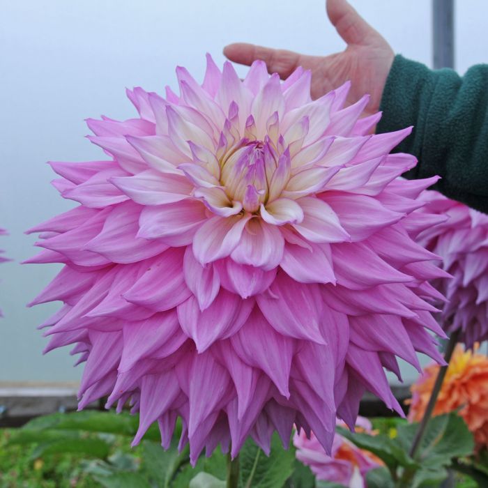 Dahlia 'Sir Alf Ramsey'