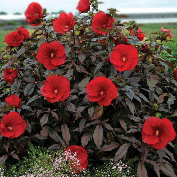 Midnight Marvel Rose Mallow