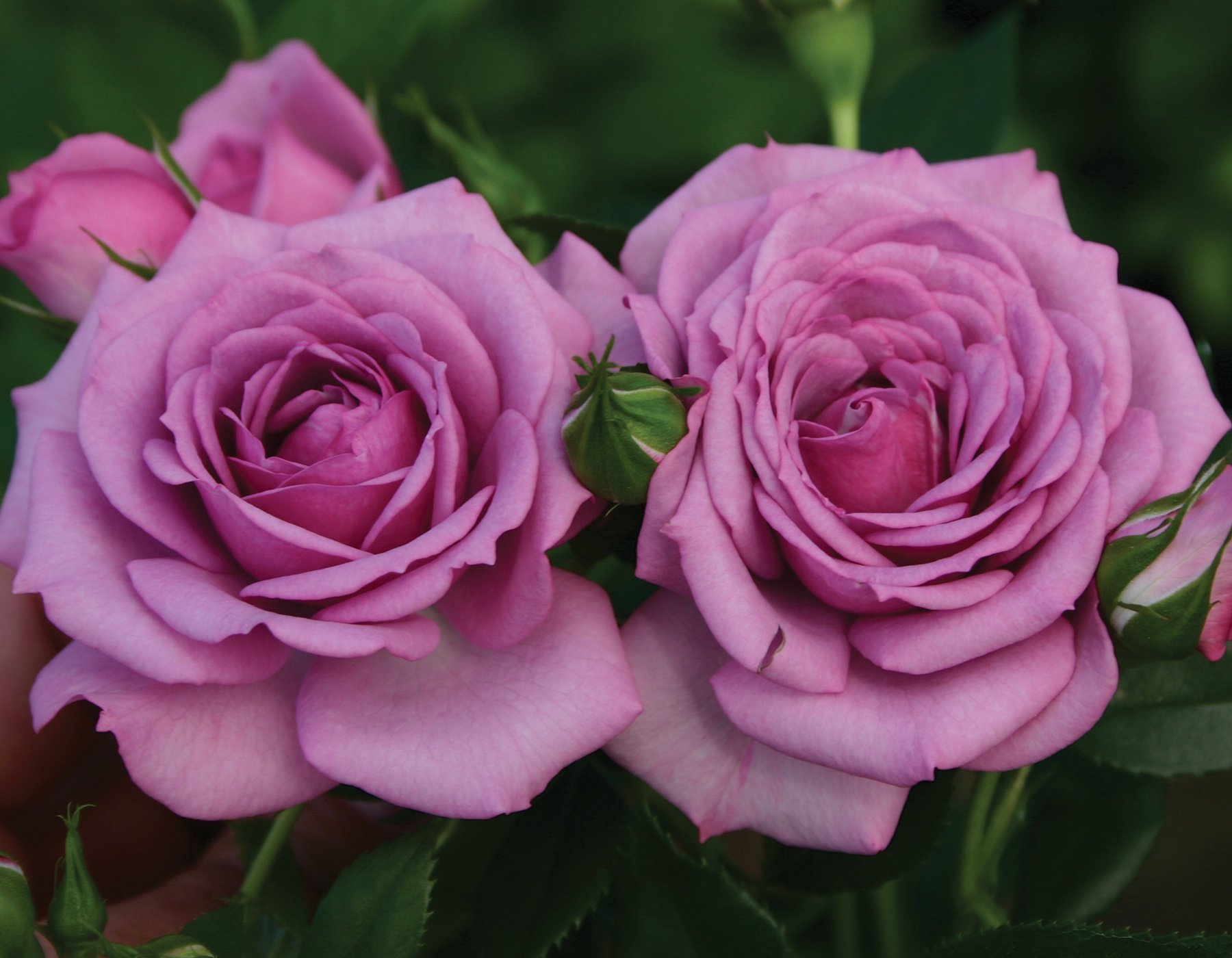 Lavender Veranda® Rose