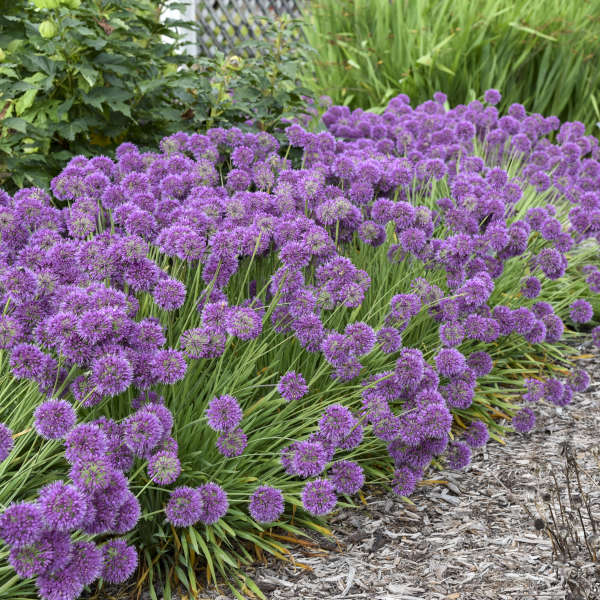 Lavender Bubbles Flowering Onion