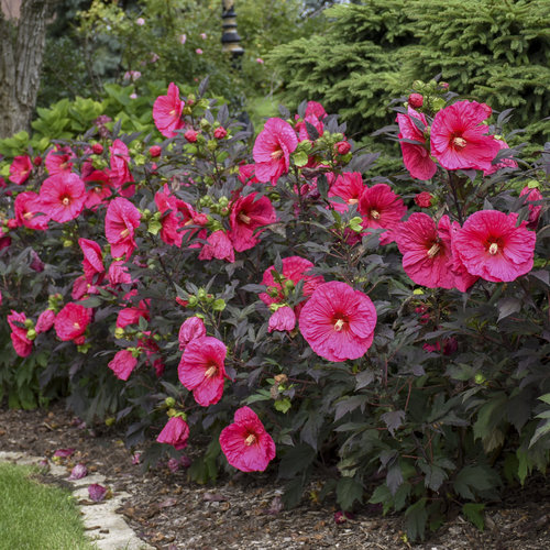 Summerific® Evening Rose™ Rose Mallow