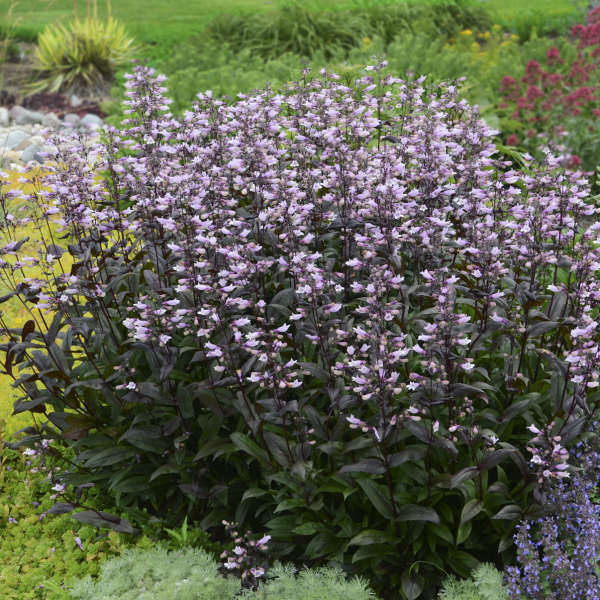 Dark Towers Beardtongue (Penstemon)