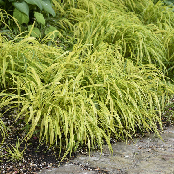 Aureola Japanese Forest Grass
