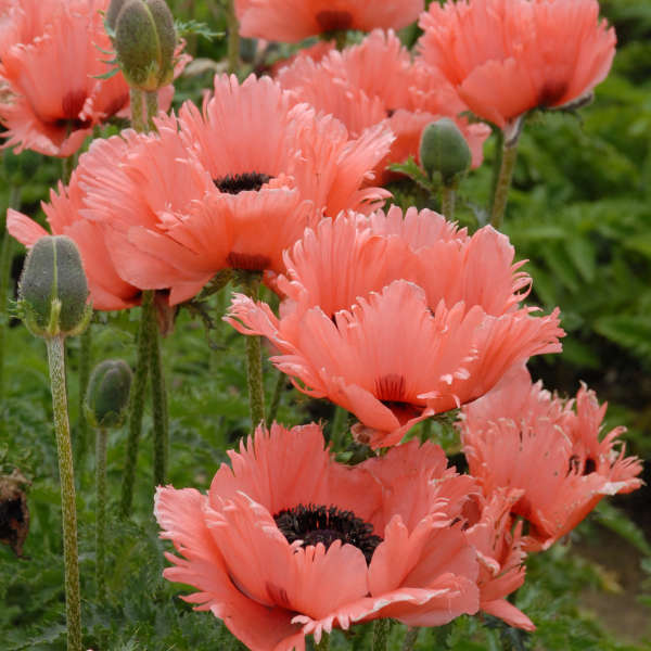 Pink Ruffles Oriental Poppy