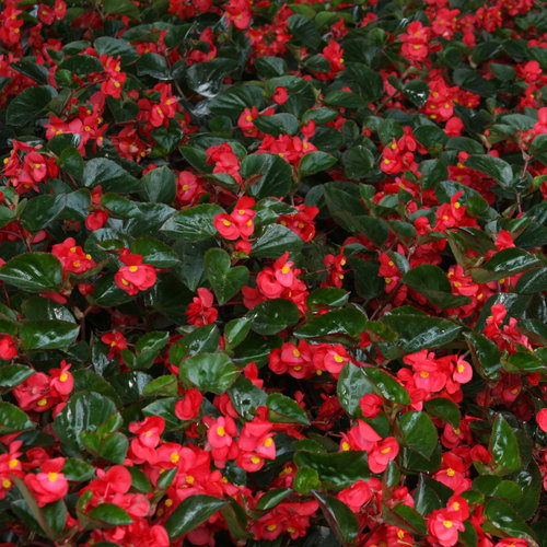 Begonias