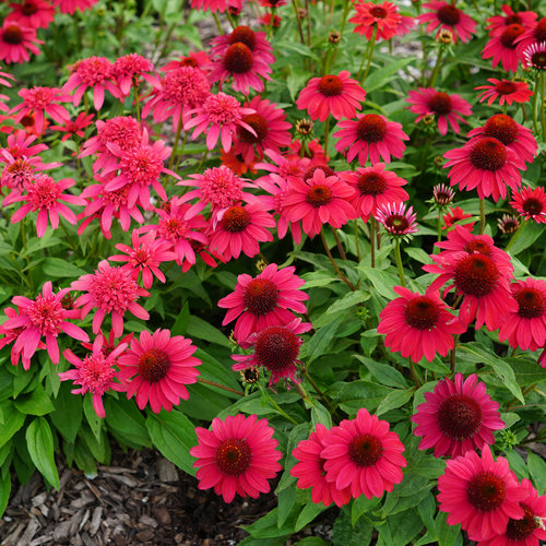 Hot Coral Coneflower