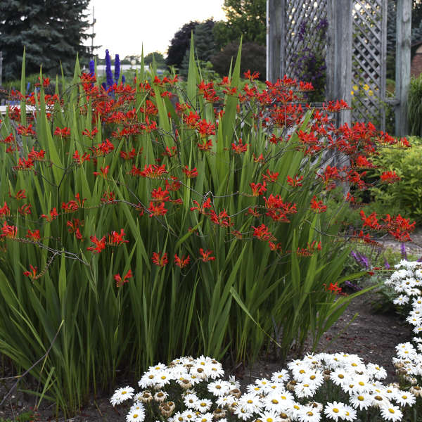 Lucifer Crocosmia