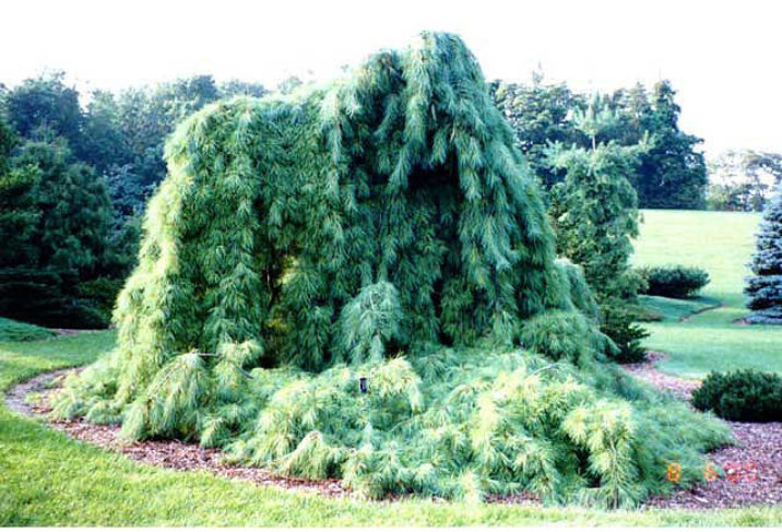 Weeping Eastern White Pine Tree