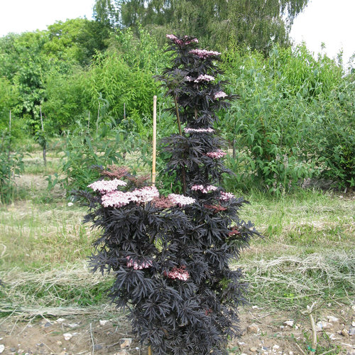 Laced Up® Columnar Black Elderberry