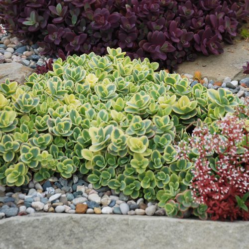 Lime Twister Stonecrop