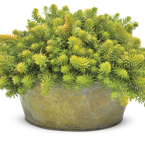 Angelina Stonecrop