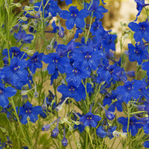 Summer Nights Larkspur