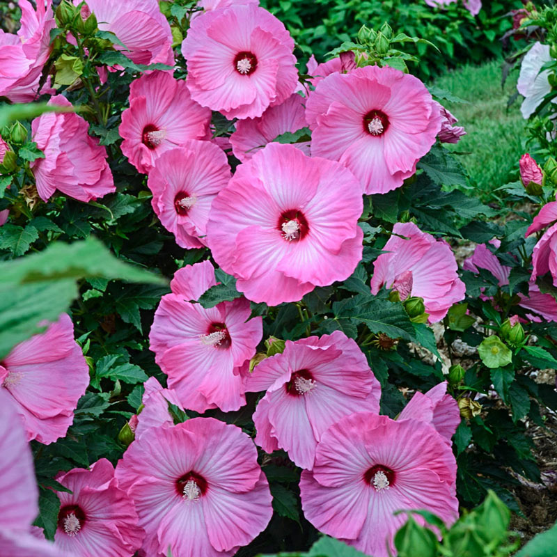 Airbrush Effect Rose Mallow