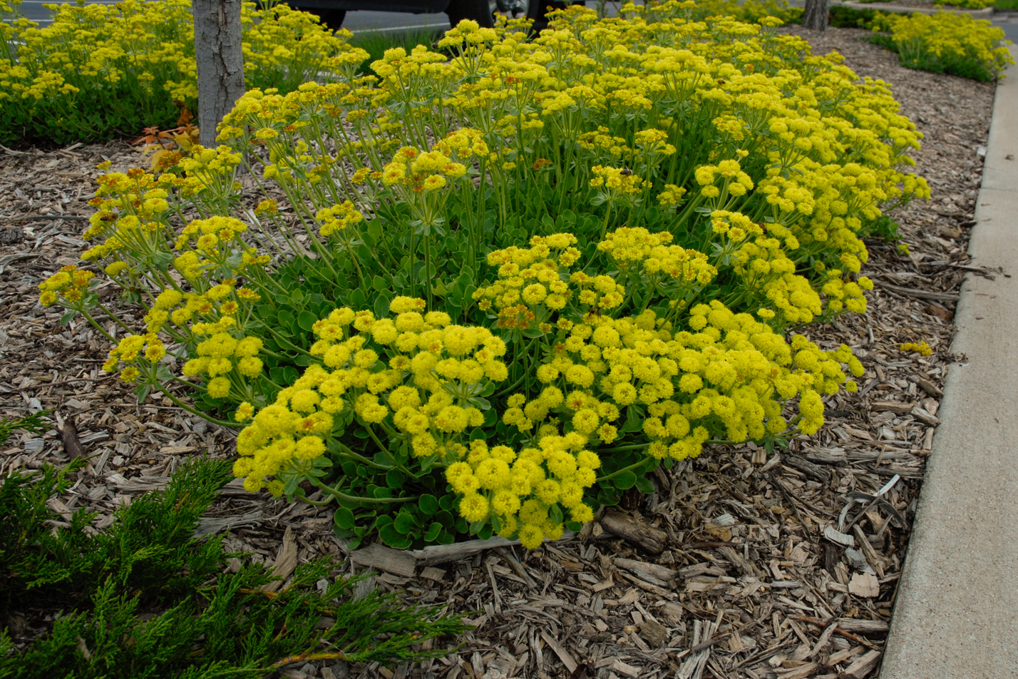 Kannah Creek Sulphur Flower