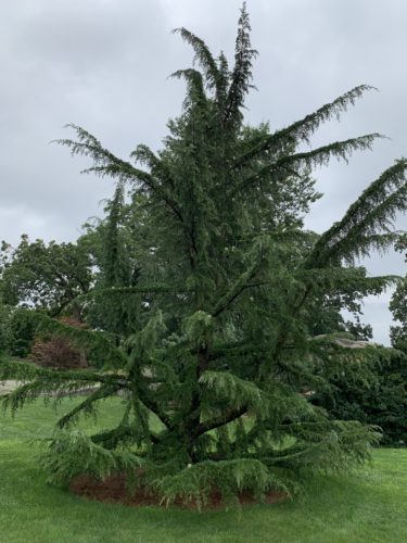 Shalimar™ Deodar Tree
