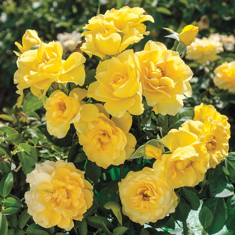 Sparkle & Shine™ Rose