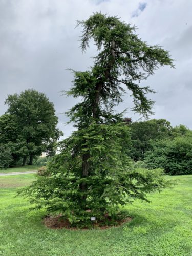 Beacon Hill Weeping Lebanon Cedar Tree