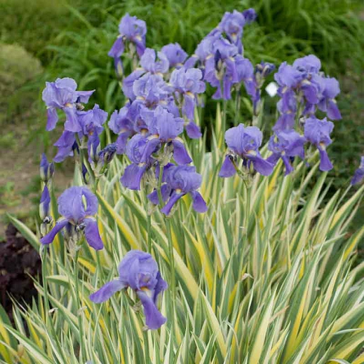 Aureo Variegata Sweet Iris