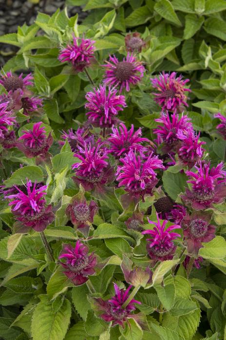 Bee Free Bee Balm