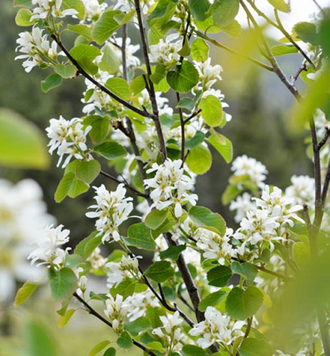 Regent Serviceberry Shrub