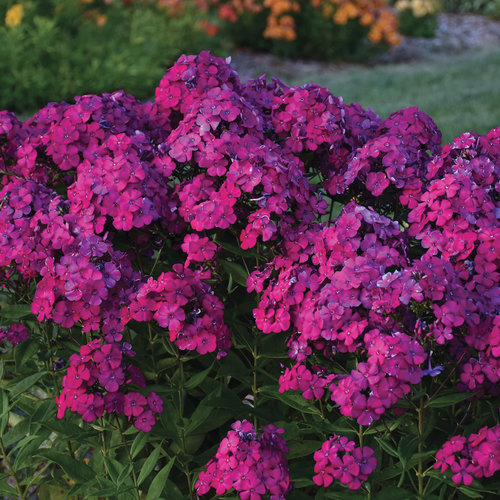 Luminary® Ultraviolet Tall Garden Phlox — photo 1
