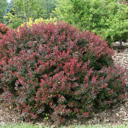 Sunjoy® Mini Salsa Barberry